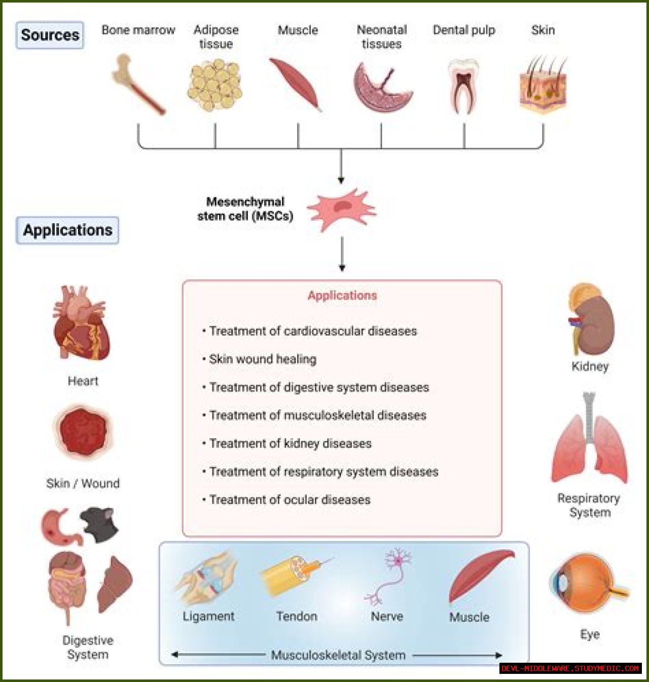 Understanding Dr. Jeff Young's Age And His Impact In Veterinary Medicine